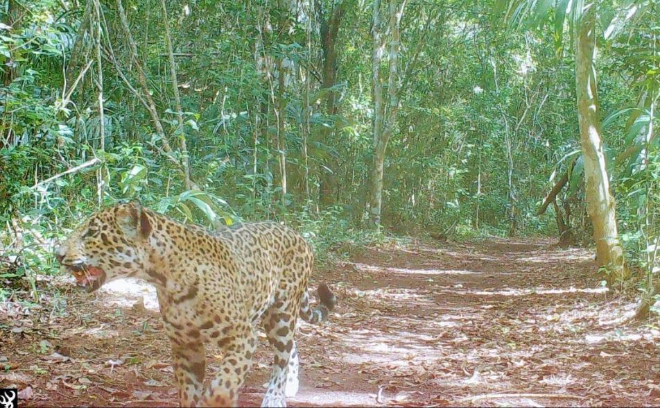 Cámara capta a jaguar cerca del campamento de Carmelita en la selva petenera