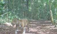 Cámara capta a jaguar cerca del campamento de Carmelita, en San Andrés, Petén. (Foto Prensa Libre: Cooperativa Carmelita). 