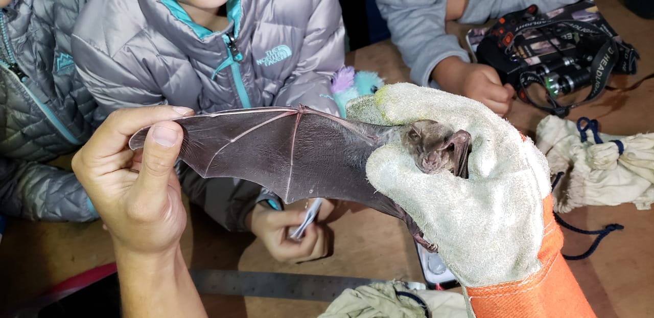La mayoría de murciélagos son inofensivos y con frecuencia expertos explican la importancia que estos tienen en el medioambiente. (Foto Prensa Libre: Cortesía Fundaeco)
