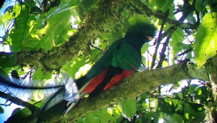 Un quetzal fue visto en un área del Parque Regional Municipal Mirador Rey Tepepul de Santiago Atitlán. (Foto Prensa Libre: Conap Sololá)