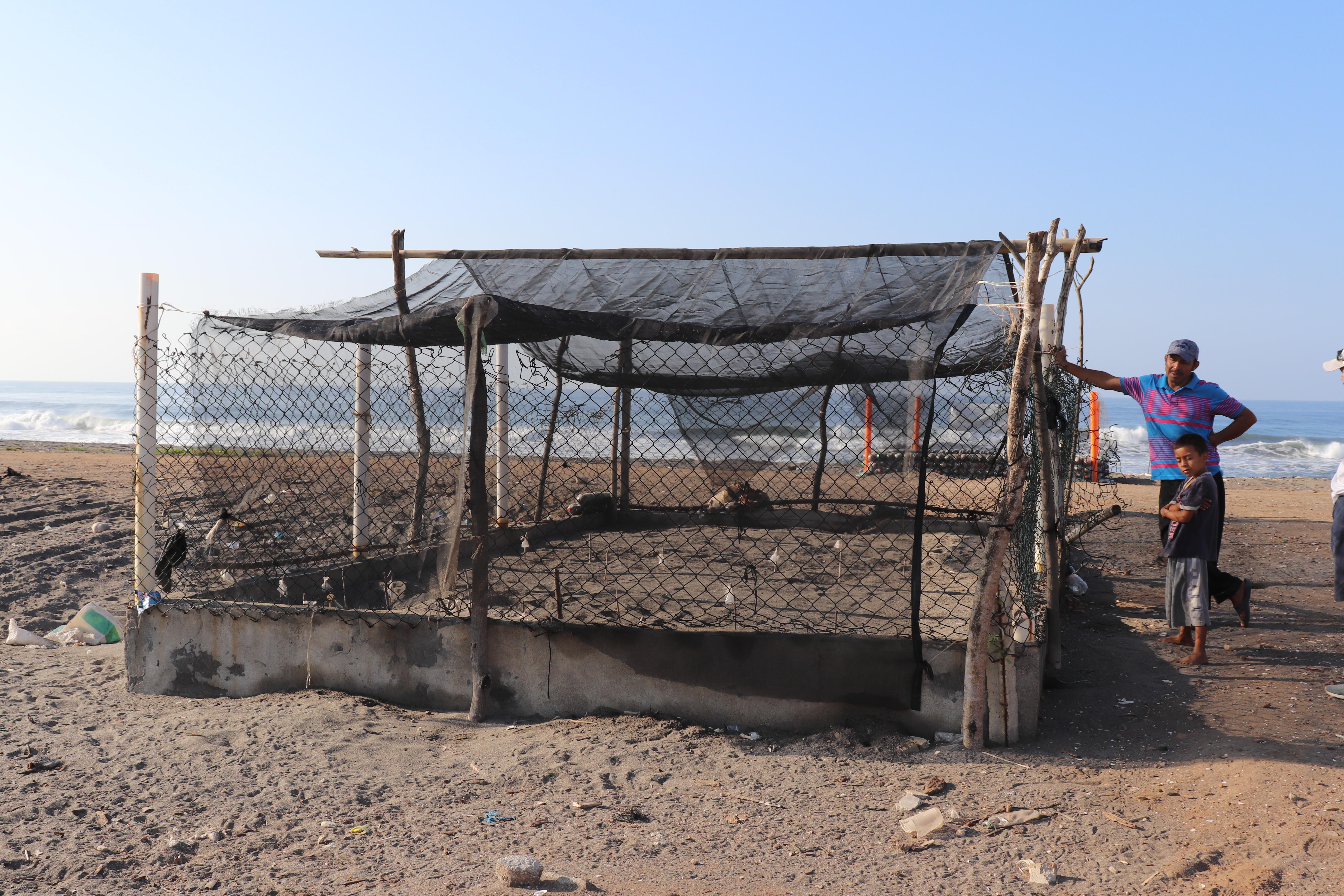 Cada año en el litoral Pacífico se liberan miles de tortugas parlamas, mismas que en su edad reproductiva vuelven a estas playas a poner sus huevos. (Foto Prensa Libre: Marvin Tunchez) 