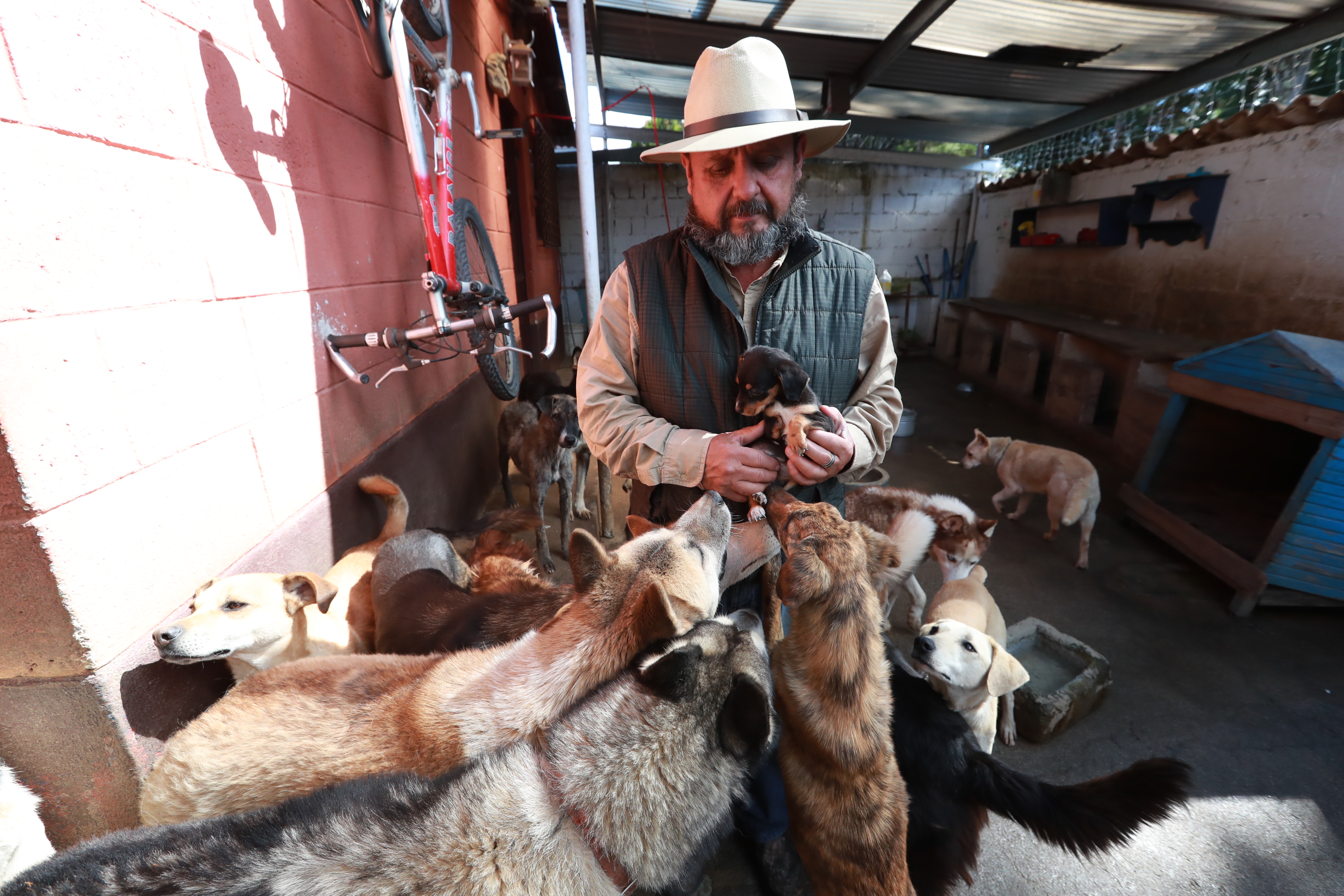 Unidad de Bienestar Animal investiga a vecino de Totonicapán por supuestas jornadas ilegales de castración de perros. (Foto Prensa Libre:  Mynor Toc) 