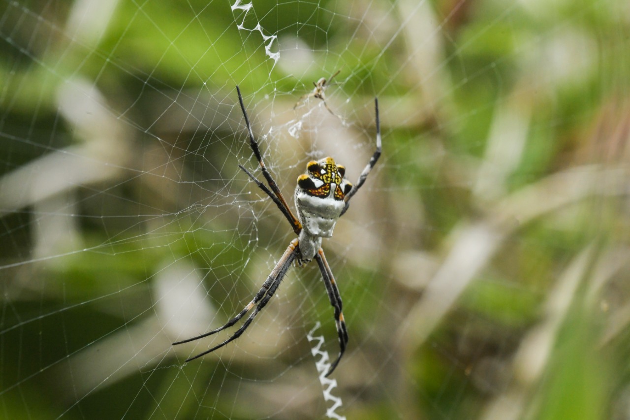 El proyecto Documentación de la Biodiversidad del Parque Nacional Yaxhá Nakum Naranjo reunió imágenes de las especies nativas del lugar. (Foto Prensa Libre: Cortesía)