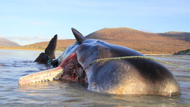 Las impactantes imágenes de un cachalote encontrado muerto con 100 kilos de basura en el estómago