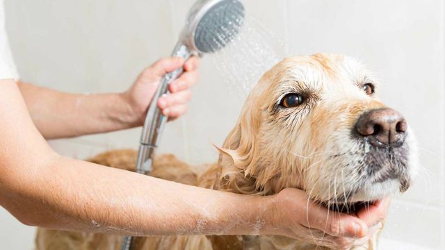 (Foto Prensa Libre: Shutterstock)