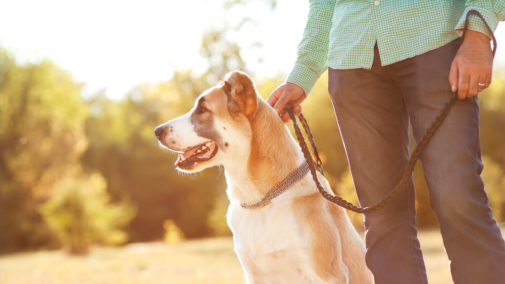 Pasear es una actividad importante para la salud de su mascota. (Foto Prensa Libre: Shutterstock)