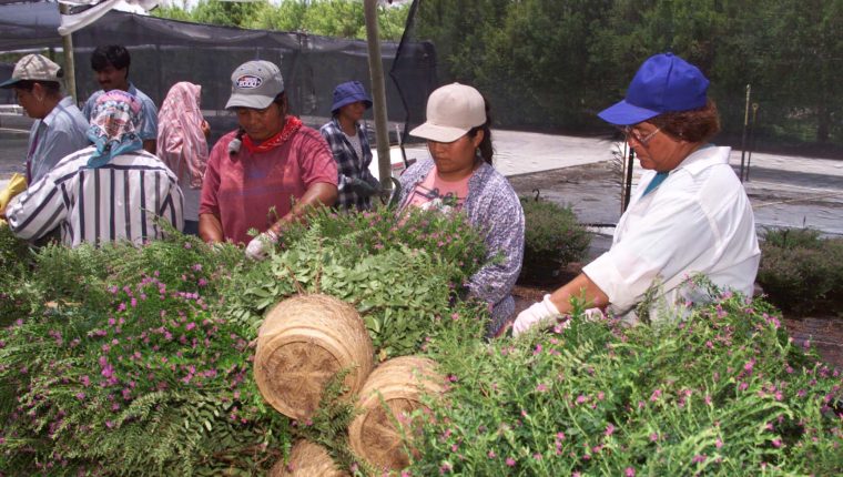 Los migrantes guatemaltecos que fueron reclutados por una firma en Ontario, ahora se encuentran laborando en el área agrícola. (Fotos Prensa Libre: Hemeroteca PL) 