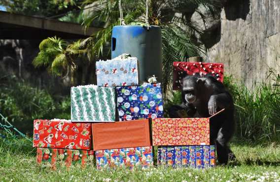 Max, el chimpancé, abre un regalo que le llevó un visitante, como una tradición navideña en el Zoológico La Aurora, en la ciudad de Guatemala. (Foto Prensa Libre: AFP)
