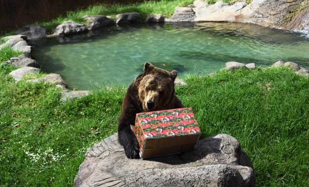 El oso Prohor destapa uno de los regalos que los visitantes le obsequiaron. (Foto Prensa Libre: AFP)