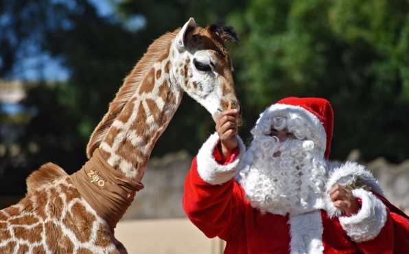 Un cuidador disfrazado de Santa Claus le da una zanahoria a Fito, la jirafa que nació recientemente en La Aurora. (Foto Prensa Libre: AFP)