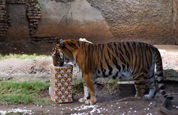 Un tigre olfatea un obsequio que le entregaron en la tradicional actividad navideña celebrada en el zoológico. (Foto Prensa Libre: AFP)
