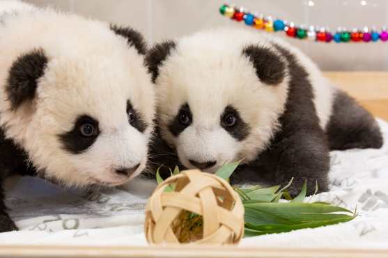 Los cachorros panda, Meng Xiang y Meng Yuan recibieron un juguete en el zoológico Tierpark en Berlín, Alemania. (Foto Prensa Libre: EFE)