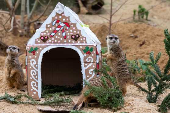 Dos suricatas recibieron una casa de pan de jengibre sin azúcar decorada con uvas en el zoológico Tierpark Berlín, Alemania. (Foto Prensa Libre: EFE)