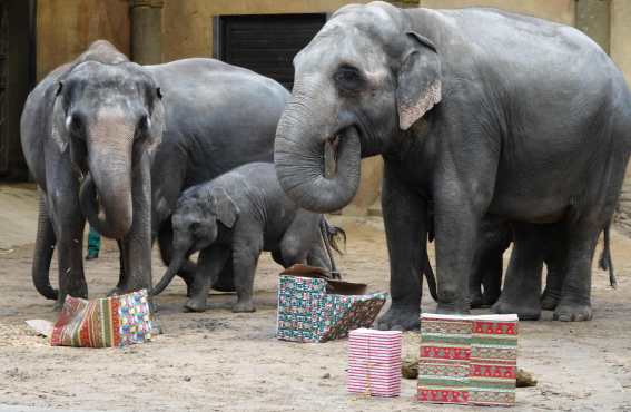 Elefantes juegan con cajas llenas de frutas, paja y nueces en el zoológico Tierpark Hagenbeck en Hamburgo, norte de Alemania. (Foto Prensa Libre: AFP)