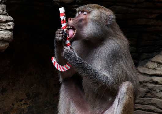 Un babuino o papión después de recibir comida envuelta como regalo en el zoológico de Cali, Colombia. (Foto Prensa Libre: AFP)