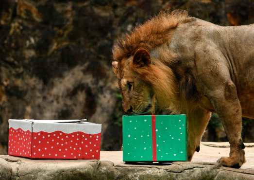 Un león recibió comida dentro de varias cajas en el zoológico de Cali, Colombia. (Foto Prensa Libre: AFP)