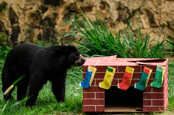 Cuidadores del zoológico de Cali, Colombia, sorprendieron a un oso con comida dentro de varias cajas. (Foto Prensa Libre: AFP)