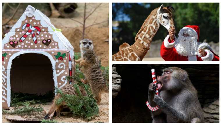 Animales disfrutan de un festín navideño en varios zoológicos del mundo. (Foto Prensa Libre: AFP)