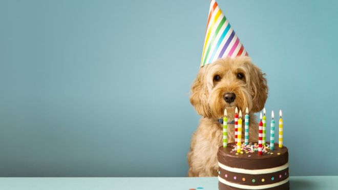 Cada año de vida de un perro no equivale a 7 años humanos, como muchos piensan. GETTY IMAGES