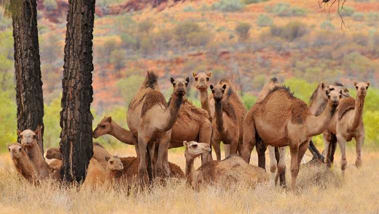 Los camellos fueron llevados a Australia en el siglo XIX y desde entonces se han convertido en salvajes. (Foto Prensa Libre: Hemeroteca).