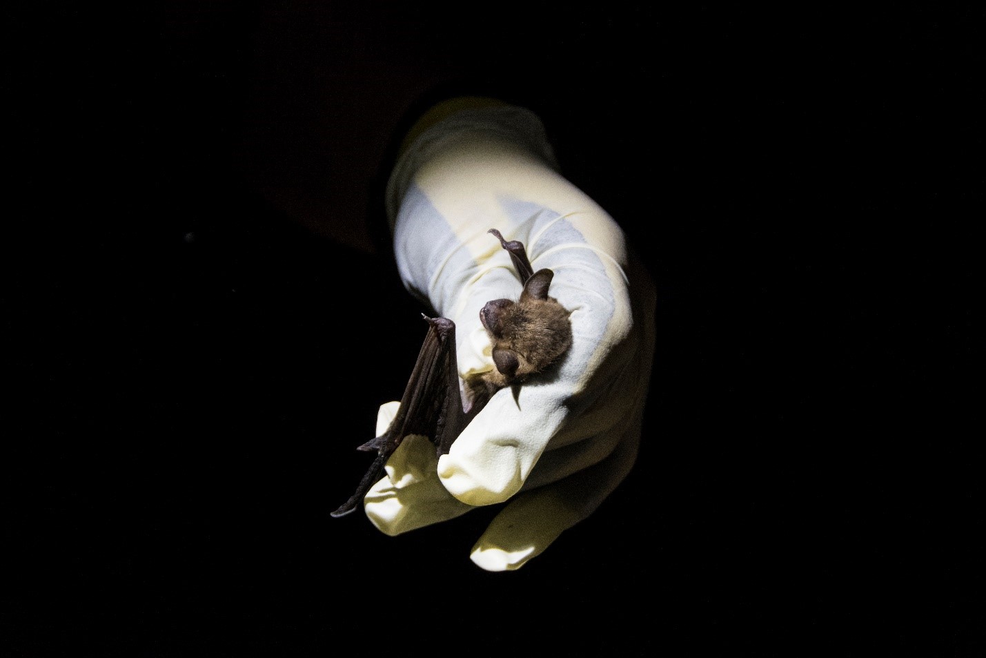Los murciélagos, además de ser los posibles responsables de la transmisión de coronavirus en China, son portadores de otros virus (Foto Prensa Libre, tomada de defenders.org)