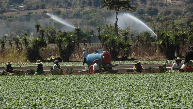 Sistemas de riego, proyectos productivos, seguro agrícola, son algunas de las apuestas de la nueva administración del Maga. (Foto, Prensa Libre: Hemeroteca PL).
