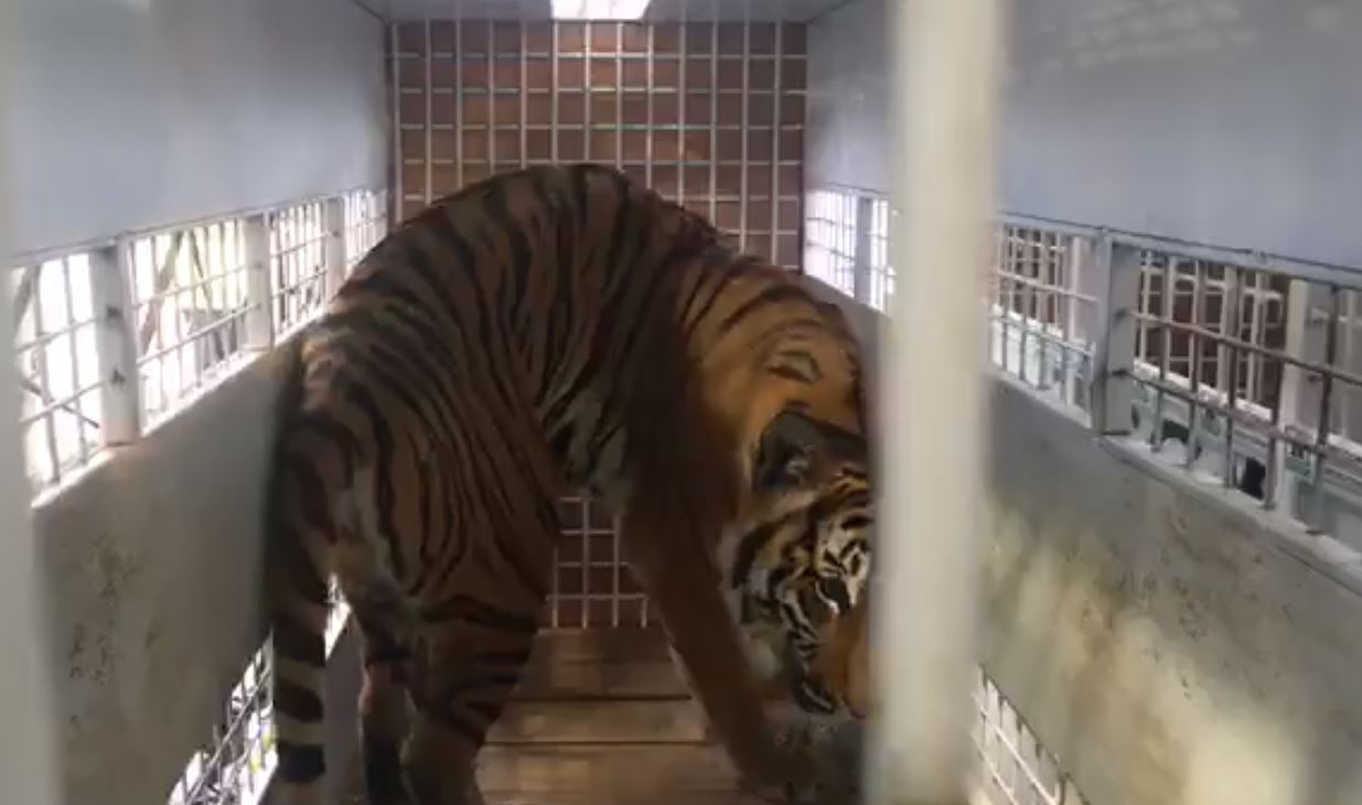 Uno de los tigres previo a ser retirado del avión e Sudáfrica. (Foto Prensa Libre: Tomada del video de ADI). 