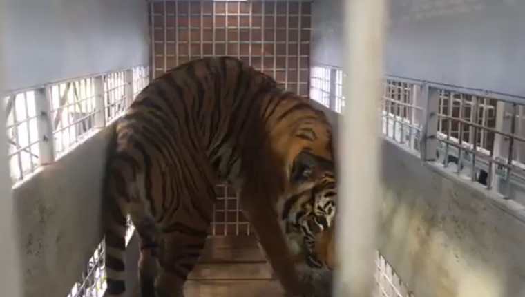 Uno de los tigres previo a ser retirado del avión e Sudáfrica. (Foto Prensa Libre: Tomada del video de ADI). 