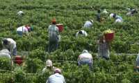 Miles de guatemaltecos son considerados trabajadores esenciales puesto que se desempeñan en la agricultura.. (Foto Prensa Libre: Hemeroteca PL)