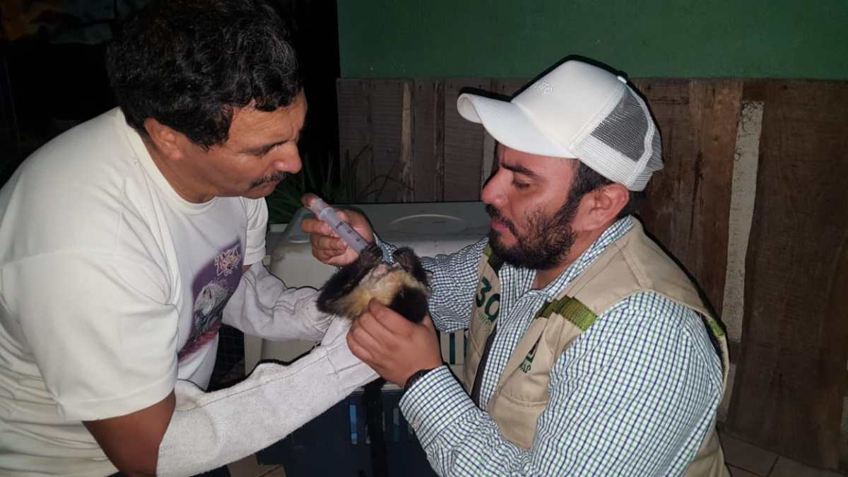 Los monos estaban deshidratados, pues eran transportados en costales desde hacía varios días. (Foto Prensa Libre: Conap)
