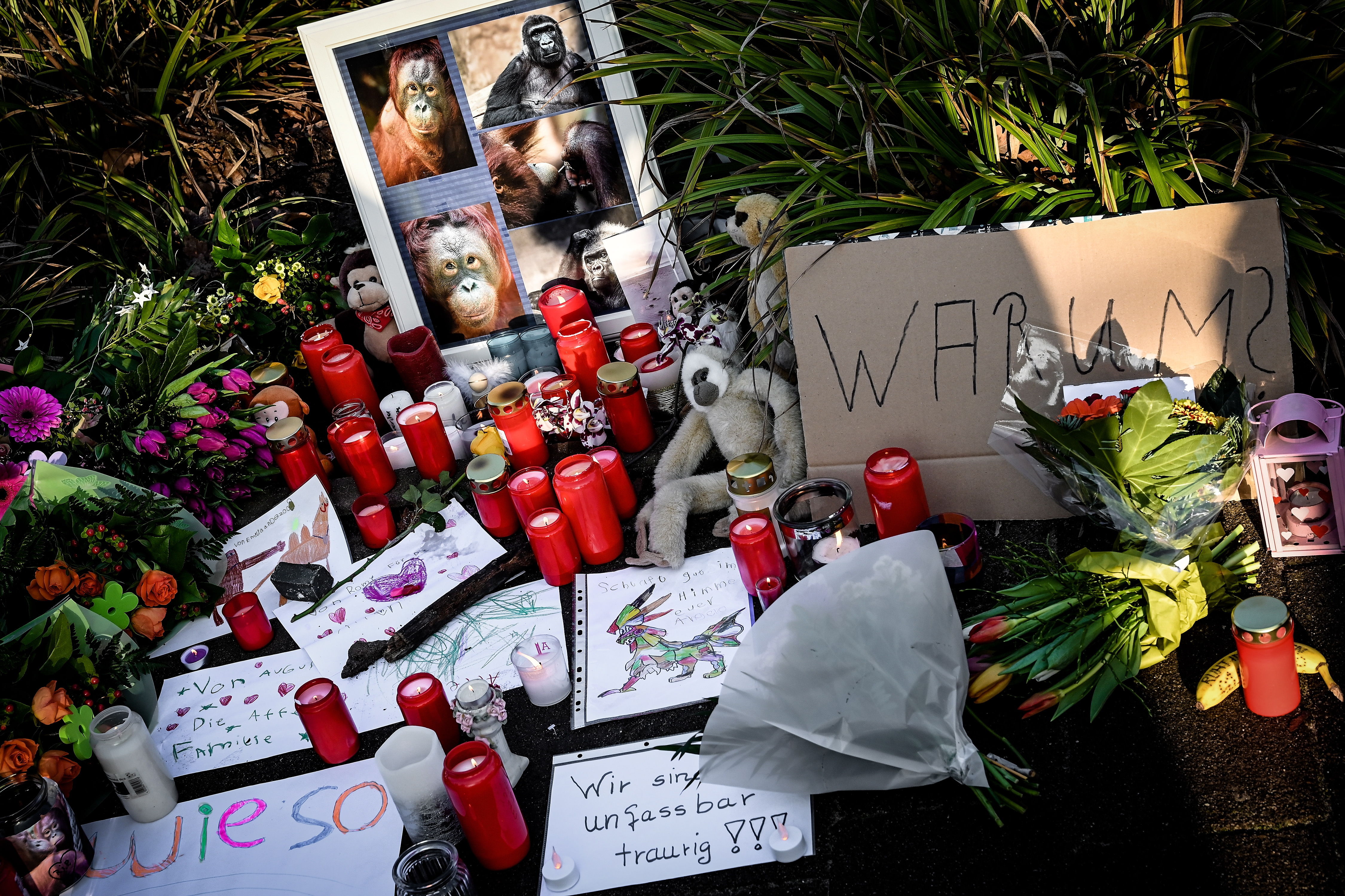 Los monos del zoológico de Krefeld, en Alemania, murieron cuando se incendió su guarida el 31 de diciembre por la noche, informó la entidad. (Foto Prensa Libre: EFE)