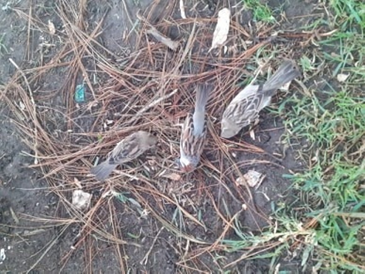 La dirección de Servicios Ambientales de la Municipalidad de Quetzaltenango confirmó el hecho y levantó los cuerpos de los pájaros muertos. (Foto Prensa Libre: cortesía)