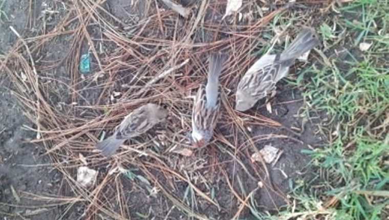 La dirección de Servicios Ambientales de la Municipalidad de Quetzaltenango confirmó el hecho y levantó los cuerpos de los pájaros muertos. (Foto Prensa Libre: cortesía)