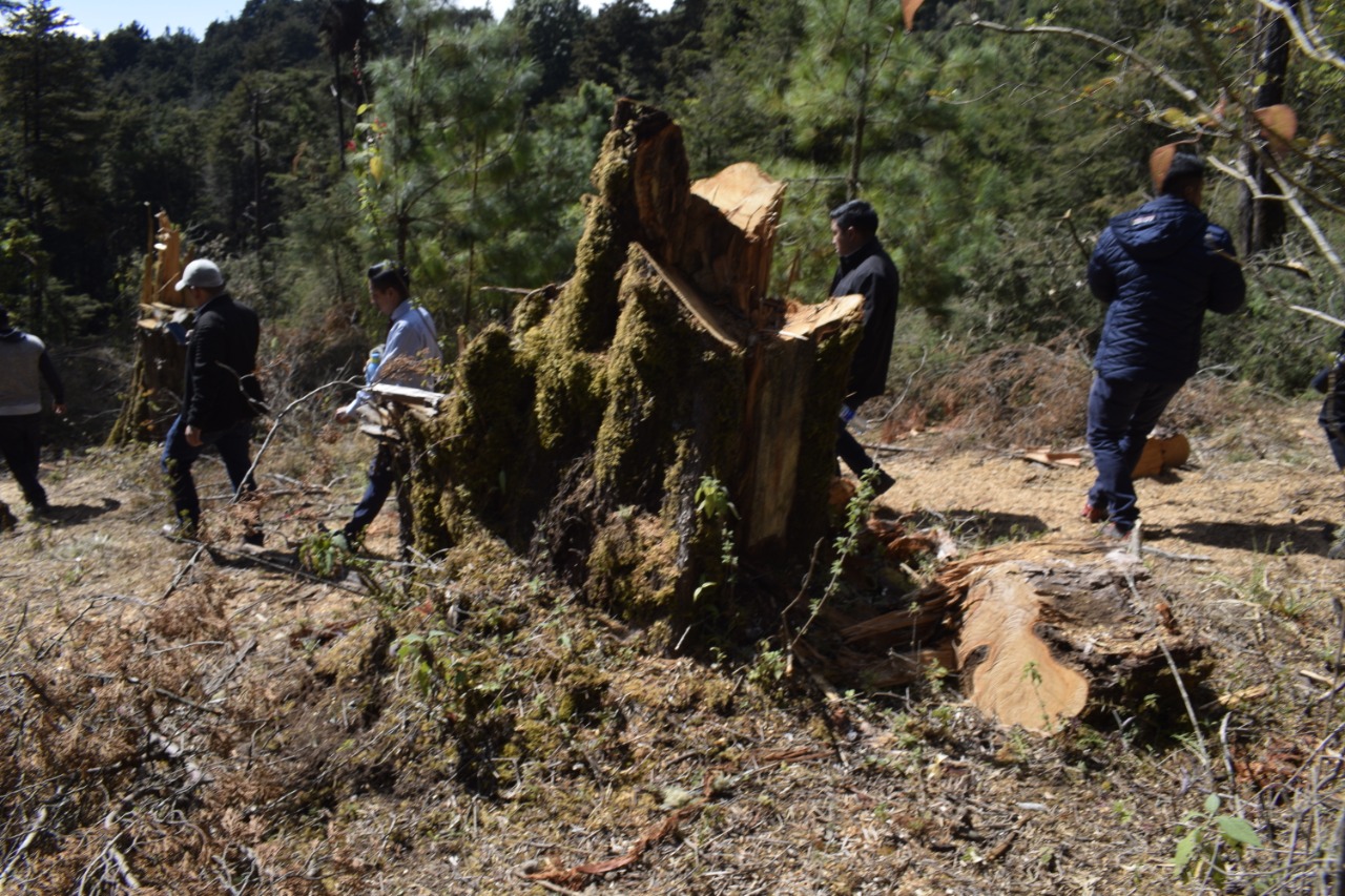 Varios árboles han sido talados en el bosque municipal, donde las autoridades buscan alternativas para frenar a depredadores. (Foto Prensa Libre: Cortesía)