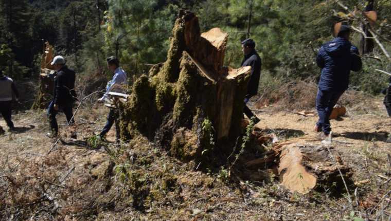 Varios árboles han sido talados en el bosque municipal, donde las autoridades buscan alternativas para frenar a depredadores. (Foto Prensa Libre: Cortesía)