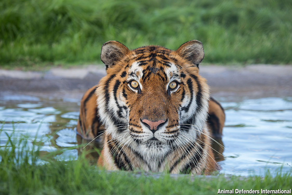 Los tigres que fueron rescatados en Guatemala ahora viven en una reserva natural en Sudáfrica. (Foto Prensa Libre: Cortesía ADI)