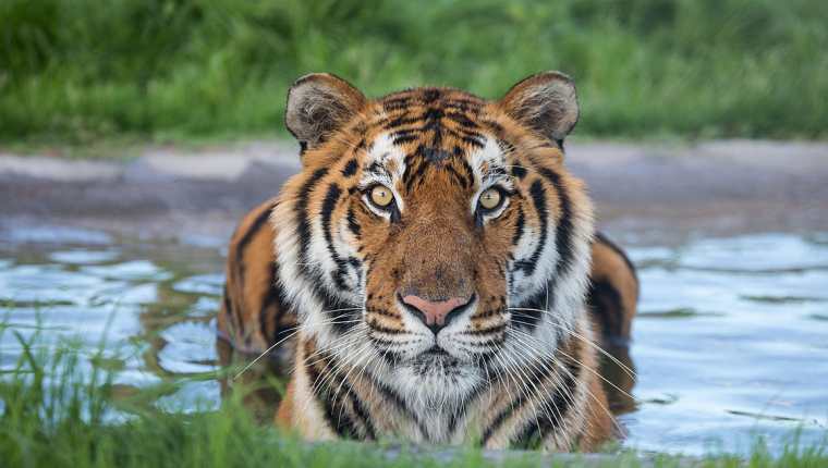Los tigres que fueron rescatados en Guatemala ahora viven en una reserva natural en Sudáfrica. (Foto Prensa Libre: Cortesía ADI)