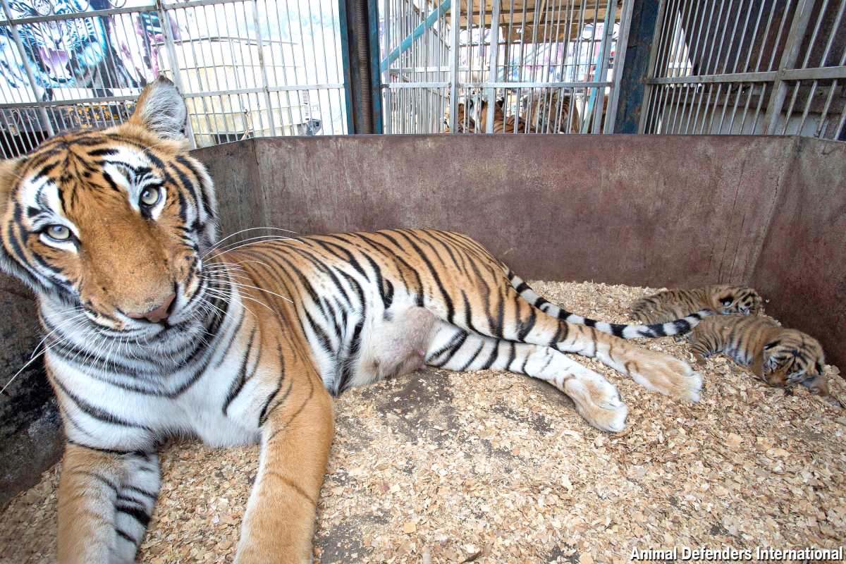 Operación Libertad, el proyecto que traslada 17 tigres y leones rescatados de circos a santuario en Sudáfrica