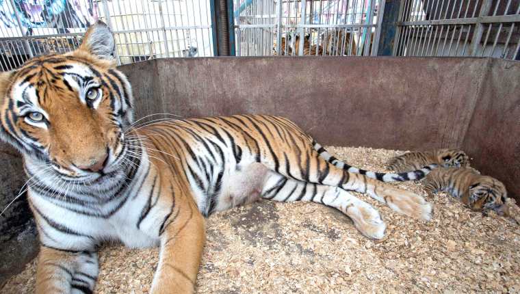 Los tigres serán reubicados en un santuario en Sudáfrica. (Foto Prensa Libre: Cortesía)