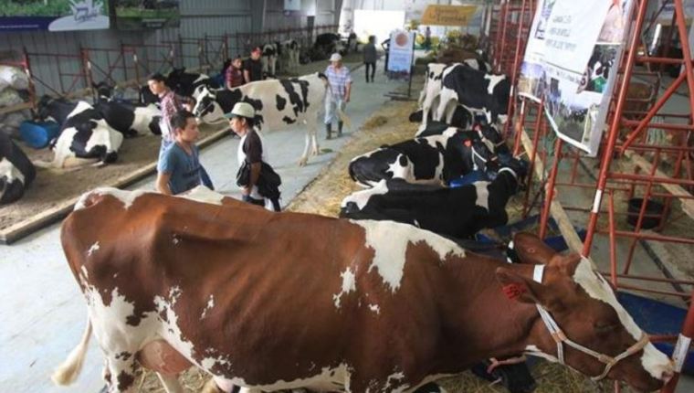 Se busca exportar a Honduras leche, yogur y queso procesado. (Foto, Prensa Libre Hemeroteca PL).