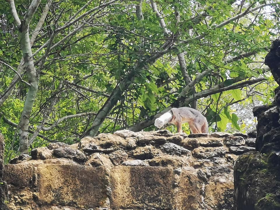 El zorro gris permaneció con una botella de plástico en la cabeza durante varios días en la selva de Uaxactún, Petén. (Foto Prensa Libre: Tomada de Facebook)