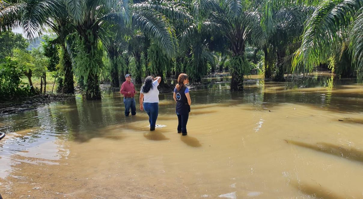 Pastizales cercanos al puente de Río Dulce, Livingston, Izabal han quedado inundados.(Foto Prensa Libre: Dony Stwart)