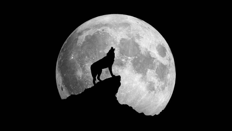 La "luna llena de lobo" lleva ese nombre porque, según creencias antiguas, había cambios agresivos en esos animales cuando este fenómeno ocurría. (Foto Prensa Libre: Servicios)