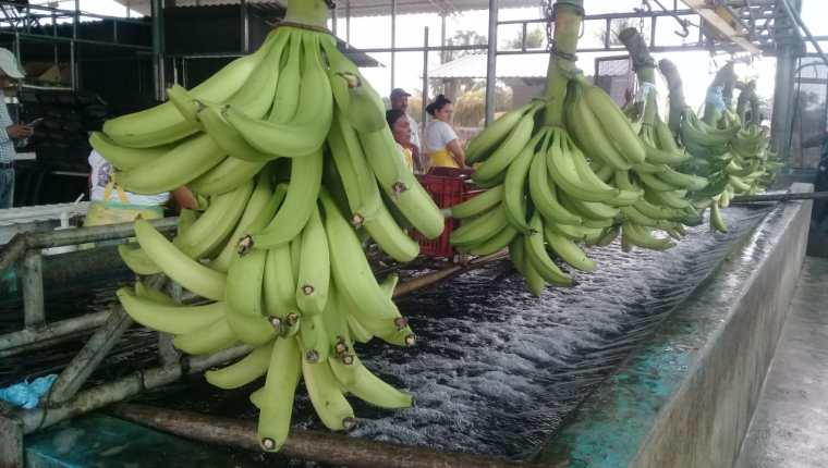 Las exportaciones de banano podrían superar los US$800 millones en el 2019 siendo la principal actividad agrícola que más divisas va a generar. (Foto Prensa Libre: Hemeroteca)  