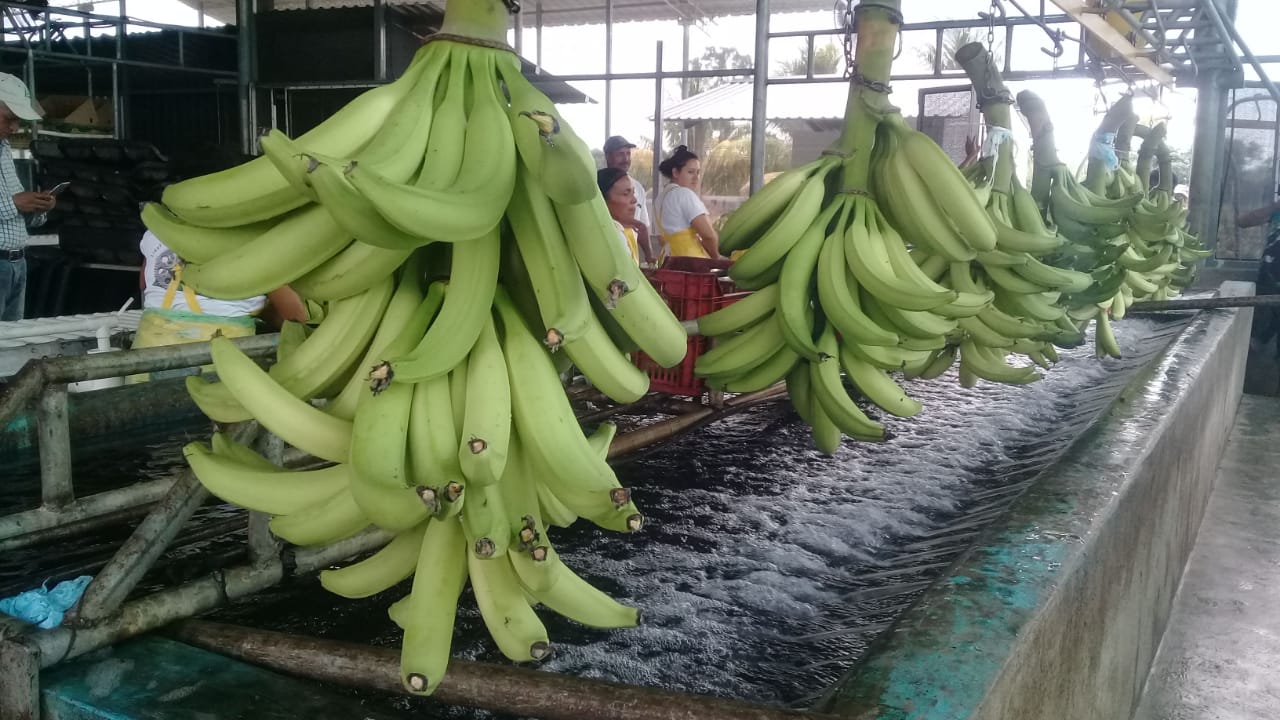 Como El Banano Se Coloco Como El Principal Producto Agricola De