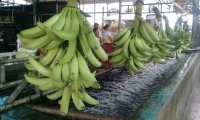 La producción de banano en Guatemala es una actividad permanente y el área de cultivo es de más de 31 mil hectáreas. (Foto Prensa Libre; Hemeroteca)