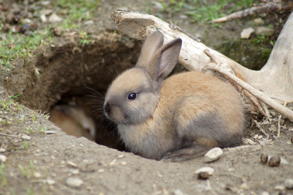 Lo que debe saber antes de tener un conejo como mascota
