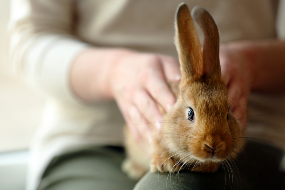 Lo que debe saber antes de tener un conejo como mascota