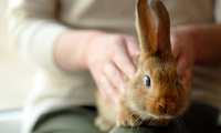 Es importante que conozca las necesidades de los conejos antes de tener uno como mascota. (Foto Prensa Libre: Servicios).