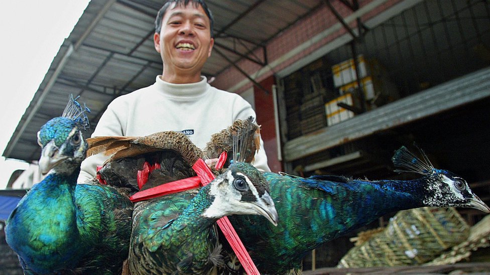 Se ha culpado al comercio chino de animales salvajes por llevar a varias especies de aves al borde de la extinción. (Foto Prensa Libre: Liu Jin)